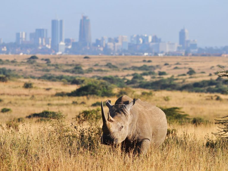 Black Rhino at Nairobi National Park