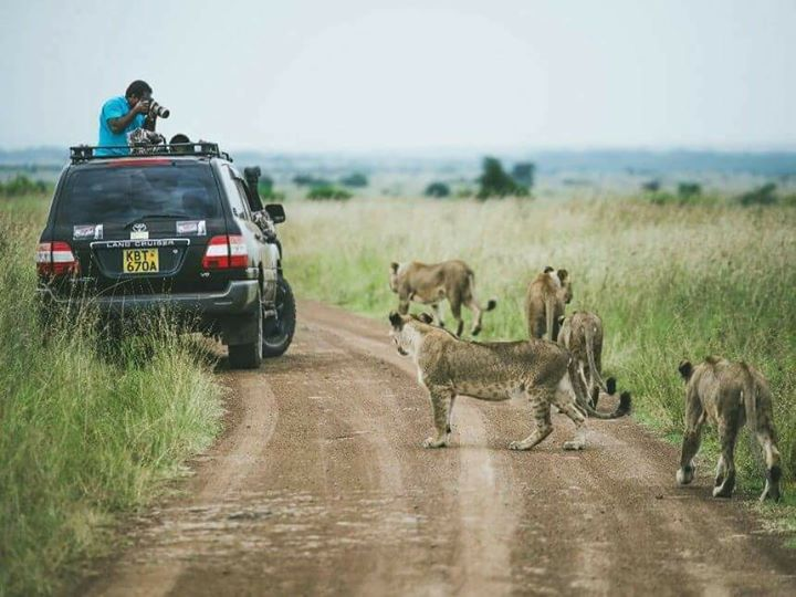 Wildlife at Nairobi National Park