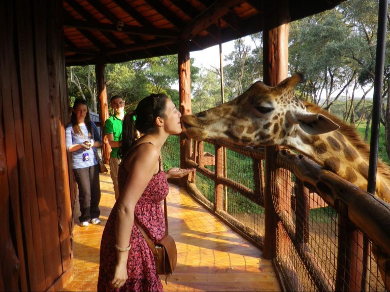 giraffe at Nairobi Giraffe Centre