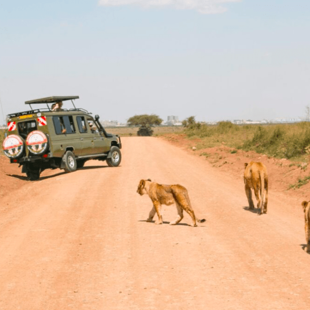 Night Game Drives in Nairobi