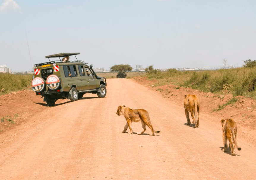 Night Game Drives in Nairobi